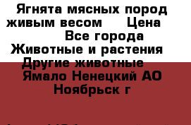 Ягнята мясных пород живым весом.  › Цена ­ 125 - Все города Животные и растения » Другие животные   . Ямало-Ненецкий АО,Ноябрьск г.